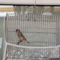 سهره نر|پرنده|تبریز, |دیوار