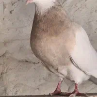 طوقی درجه یک|پرنده|کاشان, خرمدشت|دیوار