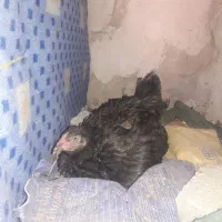 مرغ کرچ