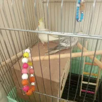 یک جفت عروس هلندی