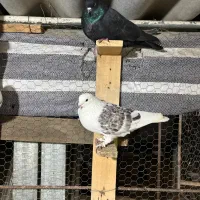 کبوتر پرشی گرما دیده حیون باز باشی میفهمی چین اینا|پرنده|بابل, |دیوار