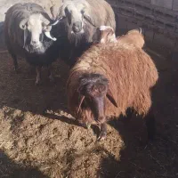 فروش‌‌4‌عدد‌گوشتی‌نر