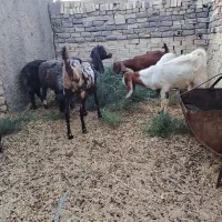 بزوکره وبره|حیوانات مزرعه|رفسنجان, |دیوار
