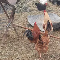 بویداش مالی|حیوانات مزرعه|انزل, |دیوار