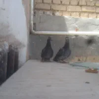 کبوتر