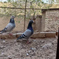 سوسک آلمانی