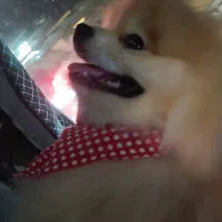 سگ پامرانین|سگ|اندیشه, شهرک مریم|دیوار