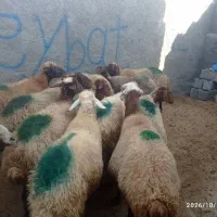 گوسفند