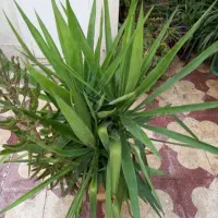 گل بنسای یوکا بزرگ و زیبا|گل و گیاه طبیعی|شیراز, دارالرحمه|دیوار
