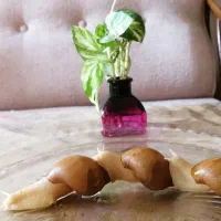 فروش حلزون آلبینو