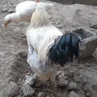 خروس برهما|حیوانات مزرعه|مشگین شهر, |دیوار