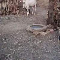 بز گلابی کل با جفت کعره نر زیرگلودار اصل.