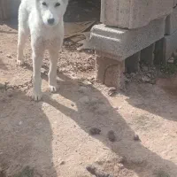 توله سگ هاسکی