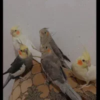 عروس هلندی نر و ماده