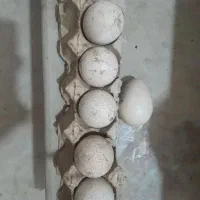 فروش‌تخم بوقلمون نطفه‌دار