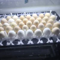 دستگاه جوجه کشی