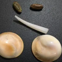 باشاخوالماس خروس