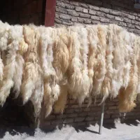 پشم سفید گوسفند