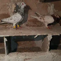 کبوتر هفرنگ ریز خال تکی نیس هردو باهم|پرنده|اسفرورین, |دیوار