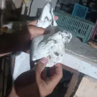 کبوتر گرفته