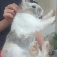 خرگوش ۶ ماهه بزرگ شده در حیاط تند و چابک