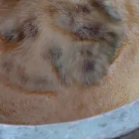 شیره انگور پخت امسال