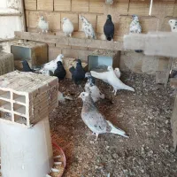 کفتر پرشی|پرنده|یزد, |دیوار