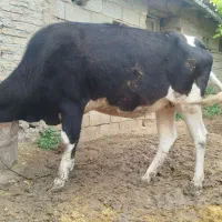 گاو قربانی نوع