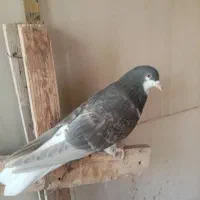 ماده خوشرنگ|پرنده|شاهین‌شهر, شهرک پردیس|دیوار