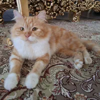 واگذاری گربه پرشین