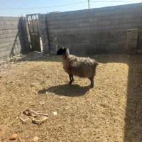 میش چاق|حیوانات مزرعه|شیراز, احمدی جنوبی|دیوار