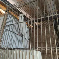 جفت عروس هلندی مولد با جوجه|پرنده|تهران, نازی‌آباد|دیوار