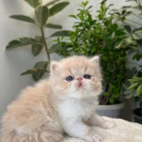 گربه پرشین اگزوتیک|گربه|کرمانشاه, |دیوار