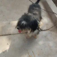 واگذاری واگذاری|سگ|شوشتر, |دیوار