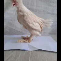 جوجه اردک در همه رنگ به صورت تک  جوجه مرغ وارداتی|حیوانات مزرعه|تهران, نیروی هوایی (پیروزی)|دیوار