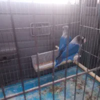 ی جفت عروس و دوعدد‌نر 2جفت کوتوله 3عددقناری ماده