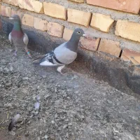 سلام  کفترهافروشی