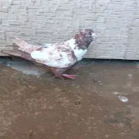 کبوتر|پرنده|لردگان, |دیوار