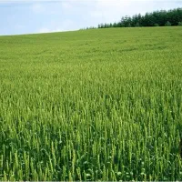 زمین-کشاورزی