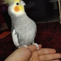 فروش عروس هلندی|پرنده|پاکدشت, پارچین|دیوار