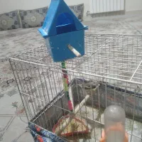 یک عدد فنچ زبرا