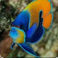 فروش انواع ماهی های تزئینی