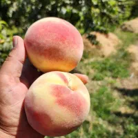 نهال هلو پلاستیکی و تمامی ارقام میوه ها