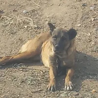 ماده سرابی ۳ ساله