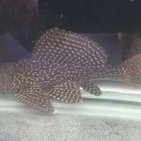 یک لجن خوار و یک عدد ماهی، دیسکس