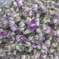 غنچه گل محمدی. پرپر