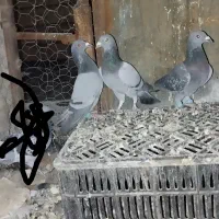 کقتر سبز ماده