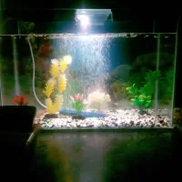 آکواریوم با وسایل