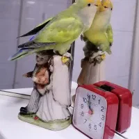 طوطی برزیلی هیبرید|پرنده|ساری, |دیوار