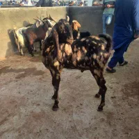 نر بز در تربت جام